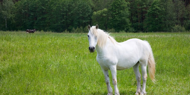 white horse on the meadow